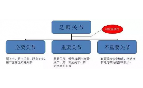 足踝解剖活動(dòng)的研究